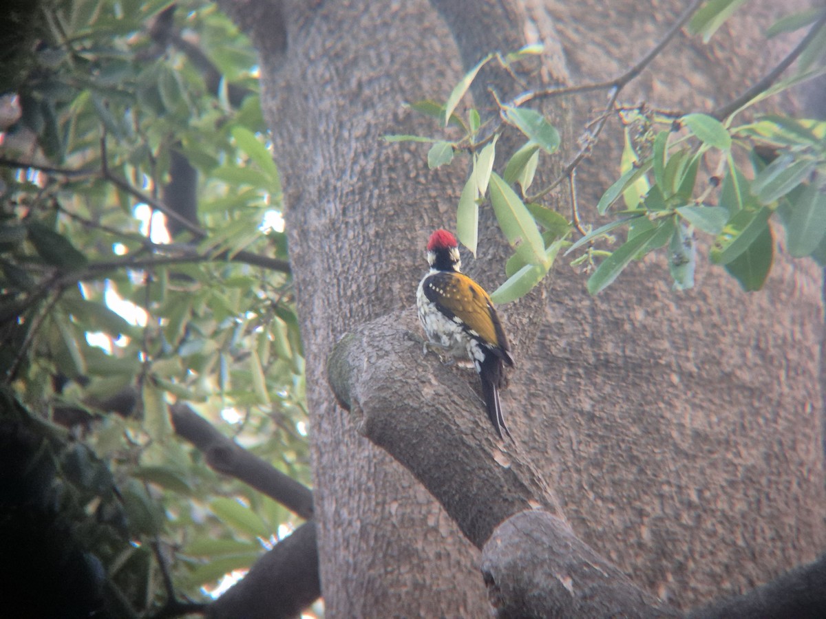 Black-rumped Flameback - ML646189594