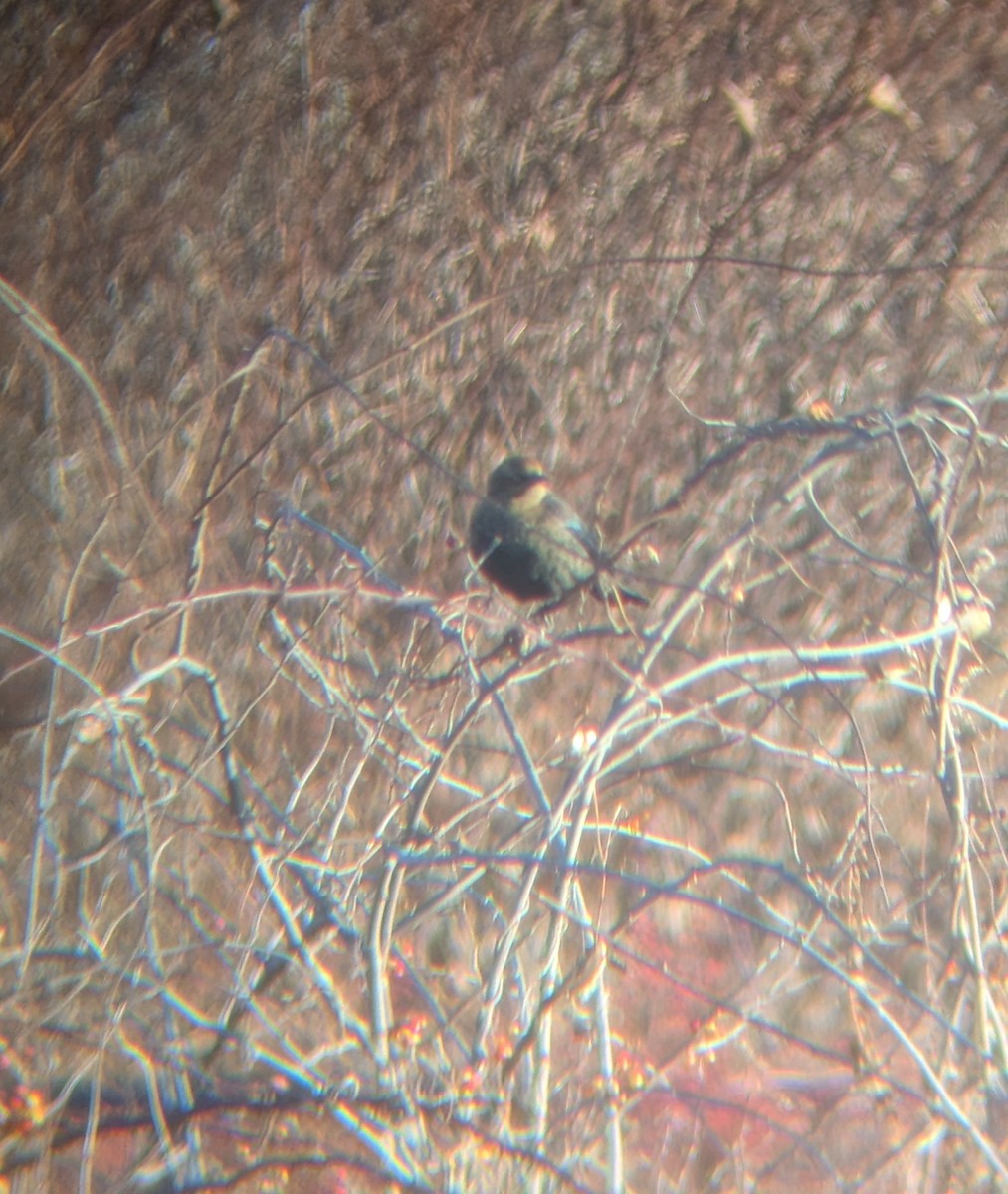 Rusty Blackbird - ML646189595