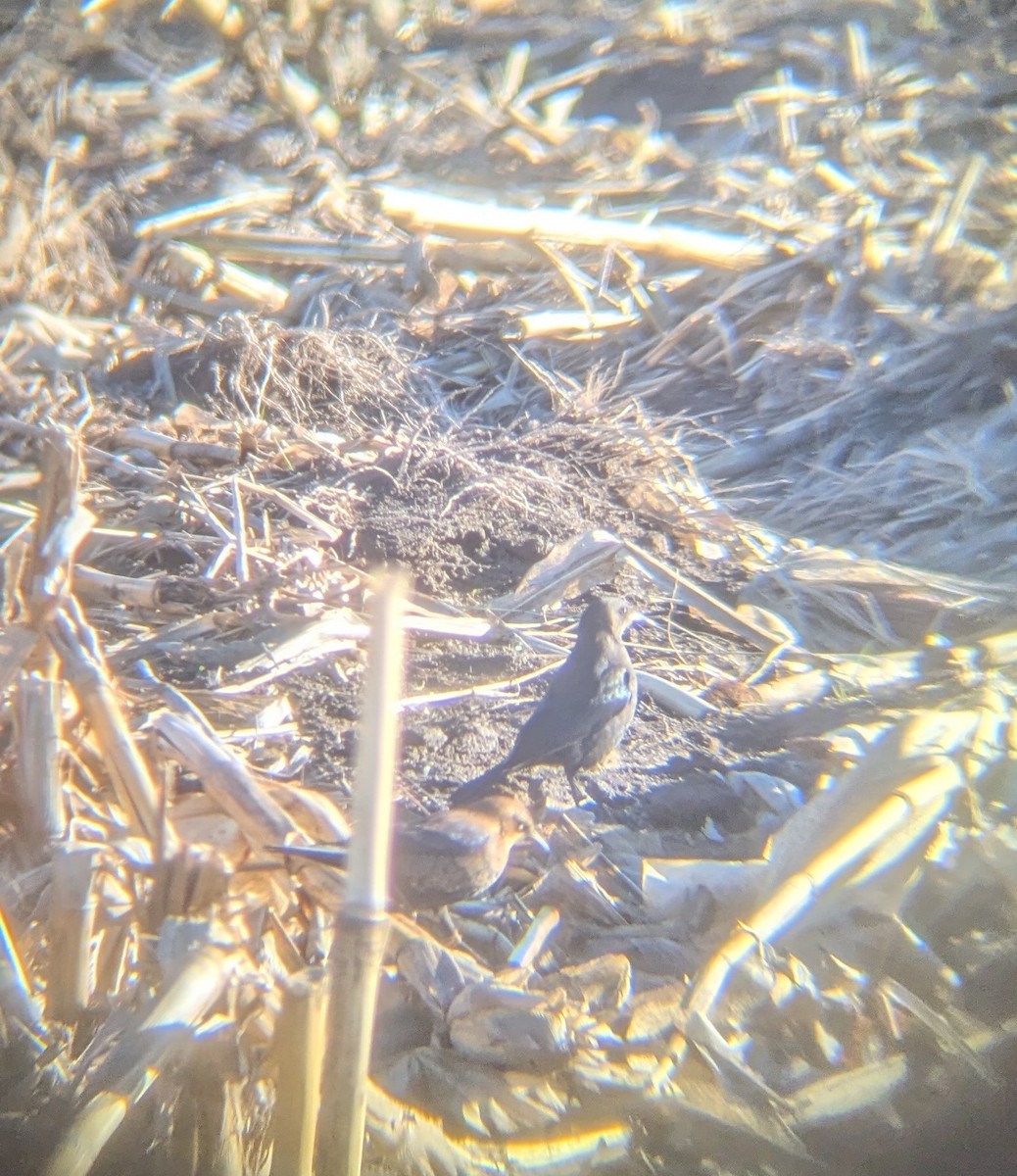 Rusty Blackbird - ML646189596