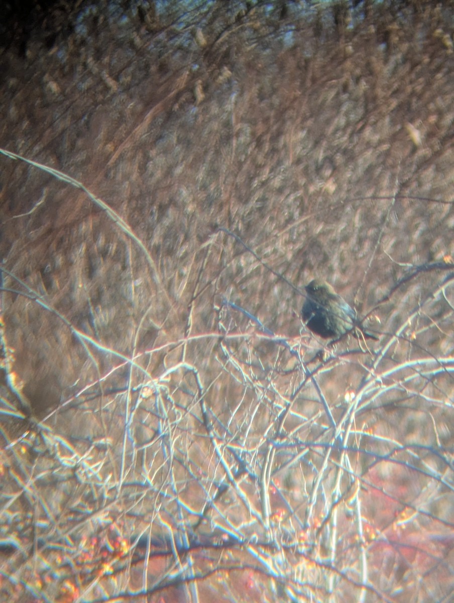 Rusty Blackbird - ML646189597