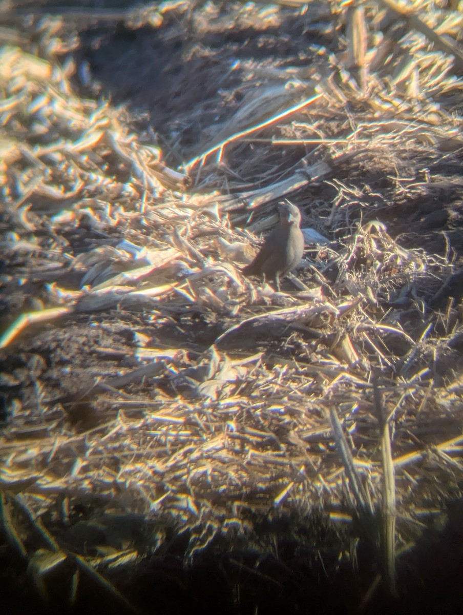 Icteridae sp. - ML646189599