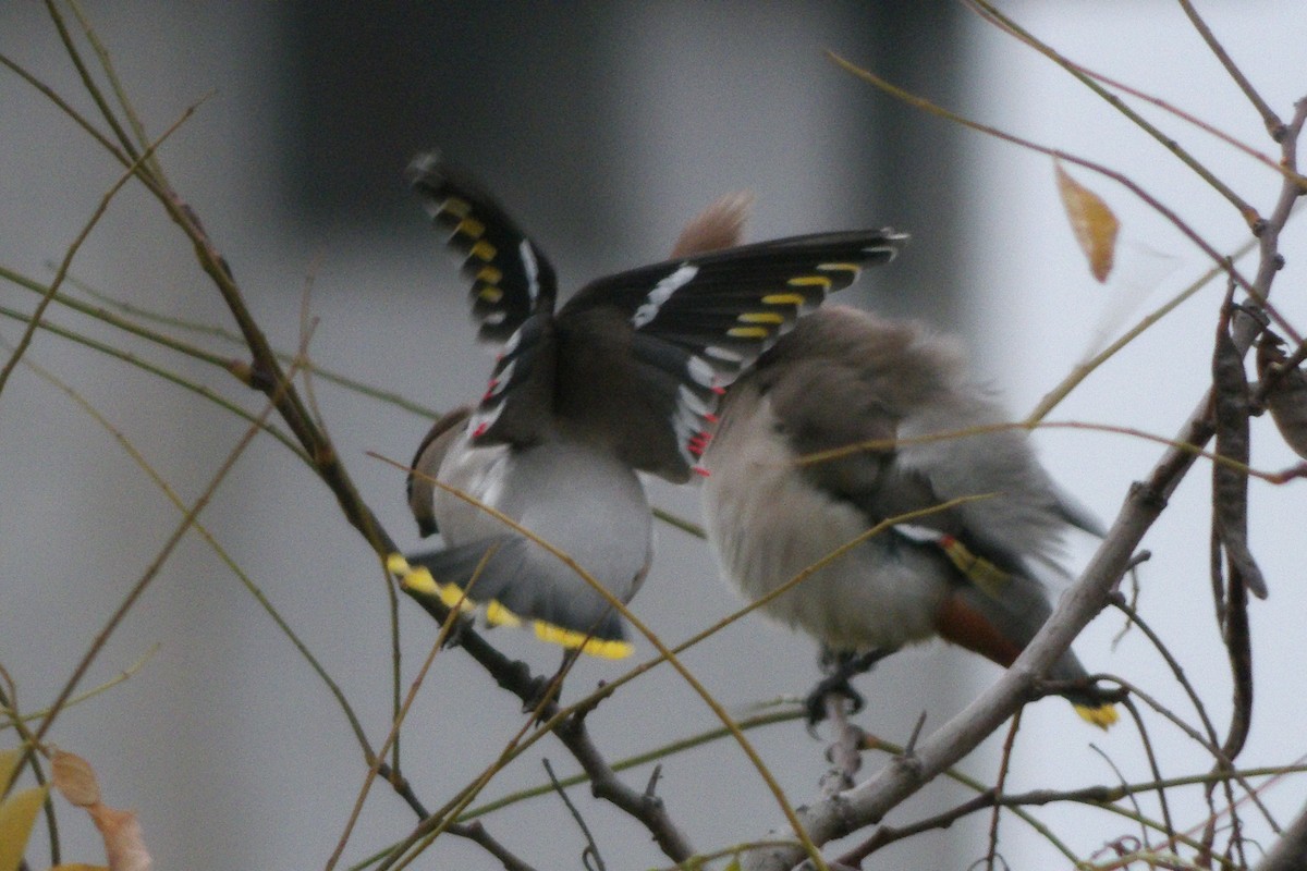 Buztanori boreala - ML646189600