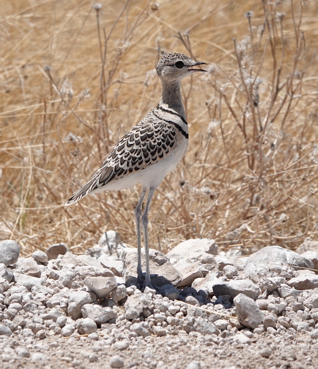 Double-banded Courser - ML646189601