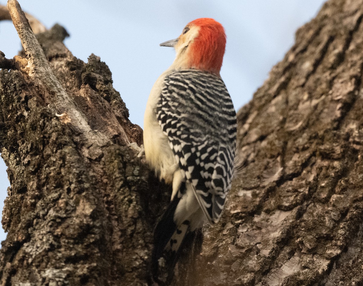 Red-bellied Woodpecker - ML646189602