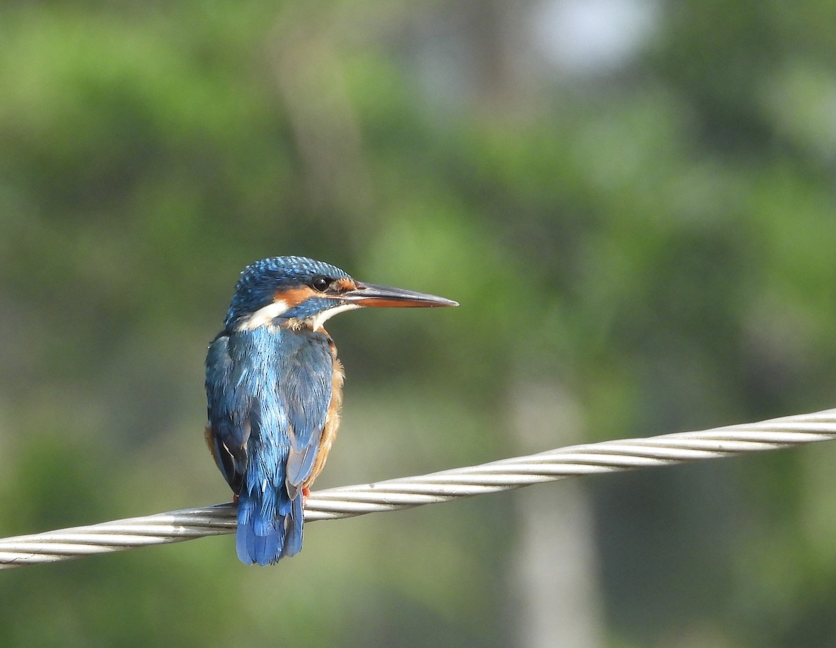 Номин шогшир - ML646189604