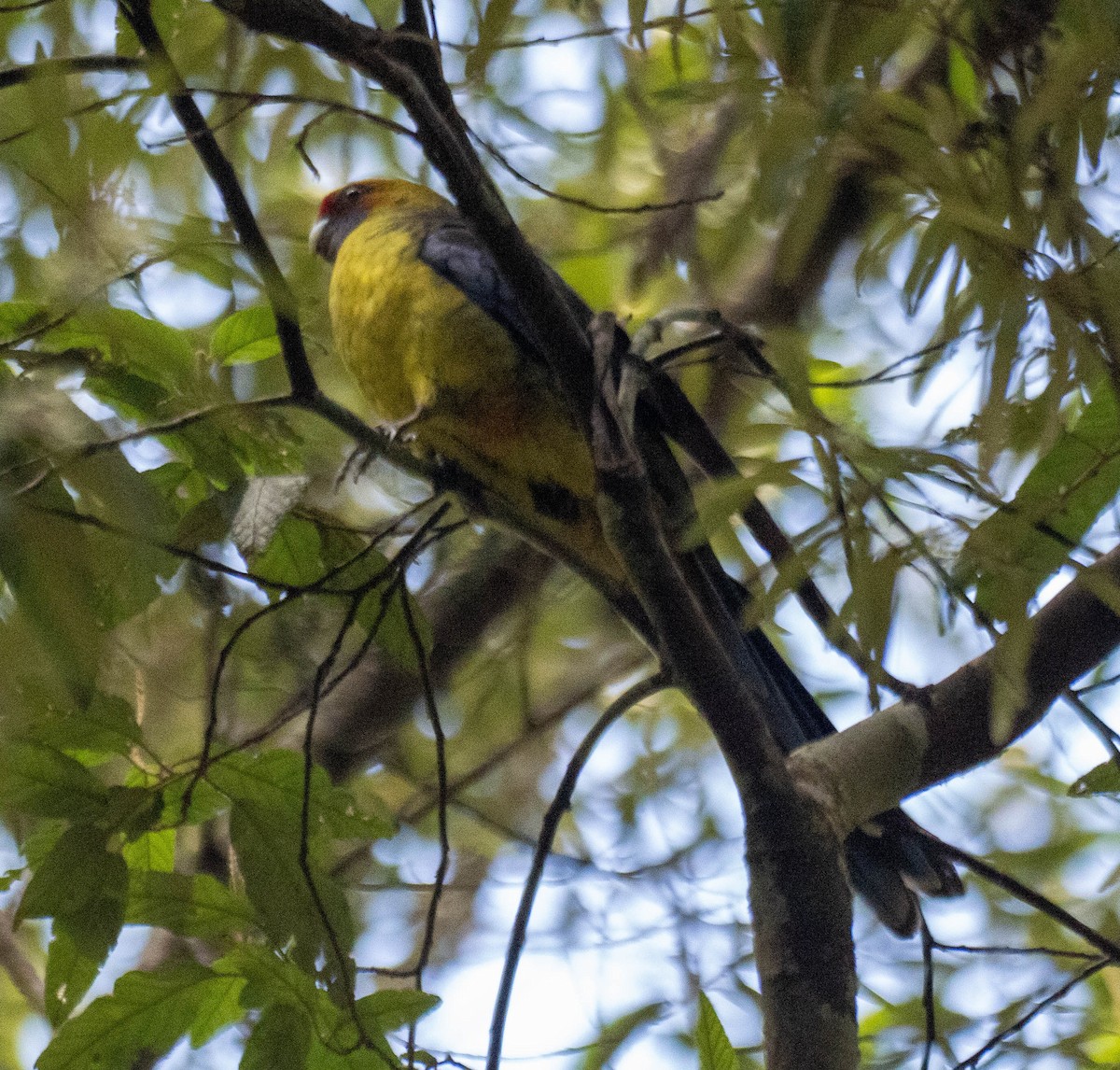 Green Rosella - ML646189606