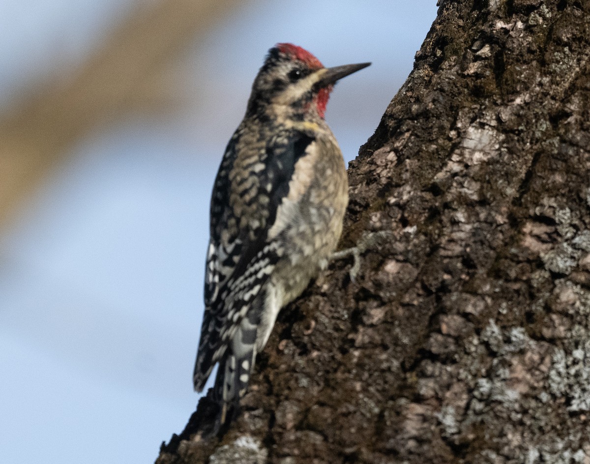 Yellow-bellied Sapsucker - ML646189607