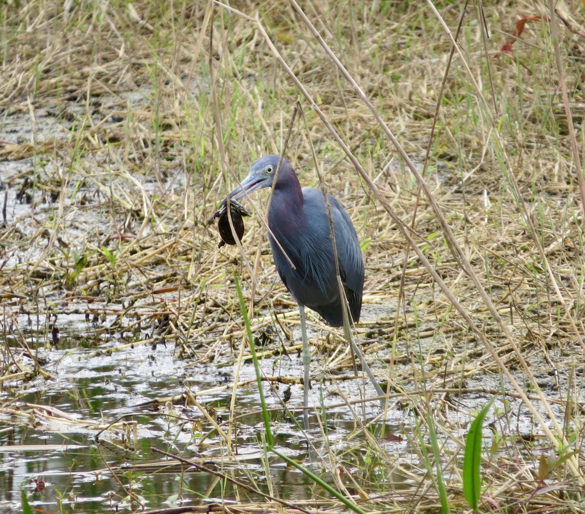 Little Blue Heron - ML646189611