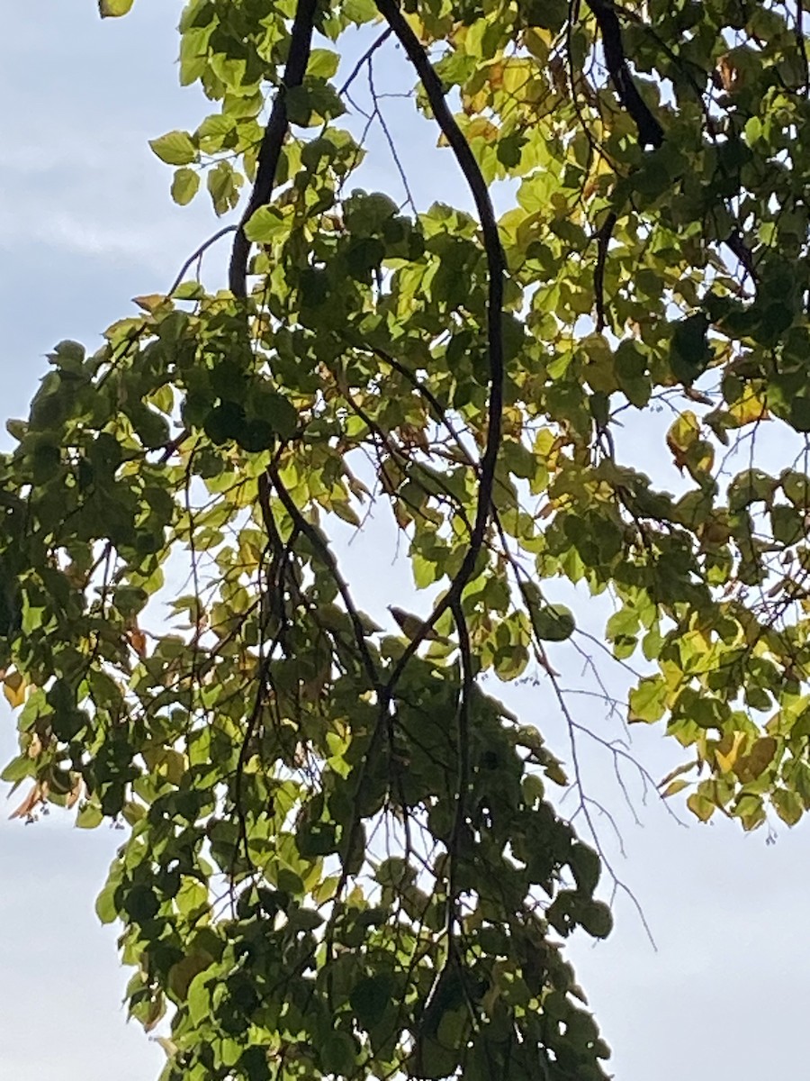 lesňáček kápový - ML646189612