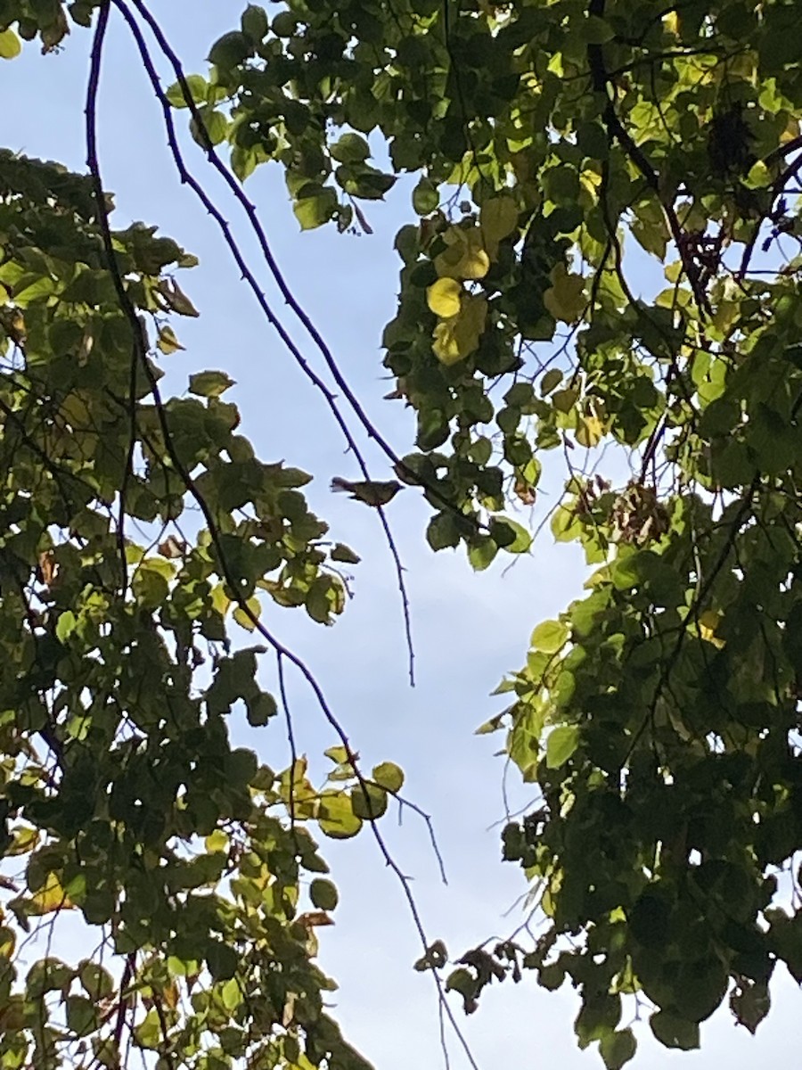 lesňáček kápový - ML646189614