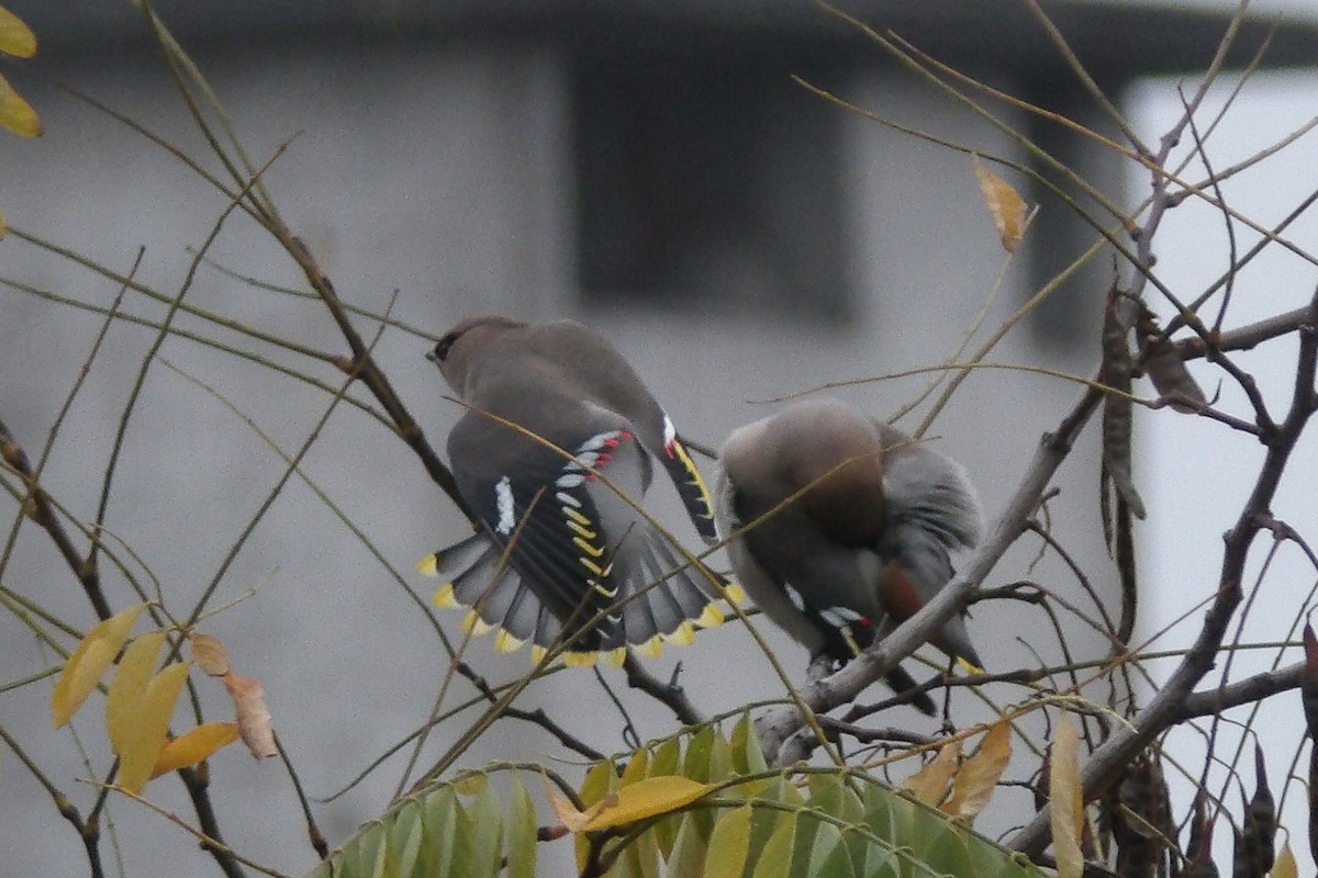 Buztanori boreala - ML646189616