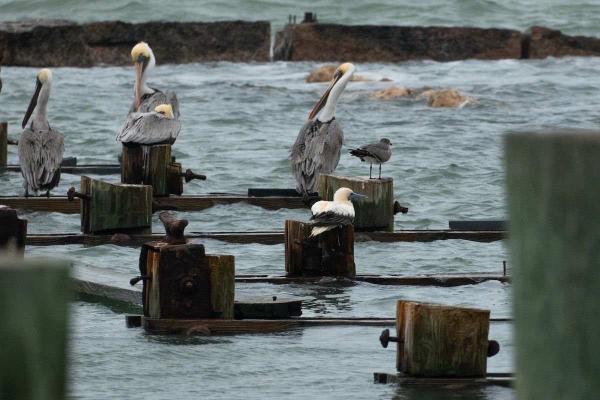 Сула червононога - ML646189617