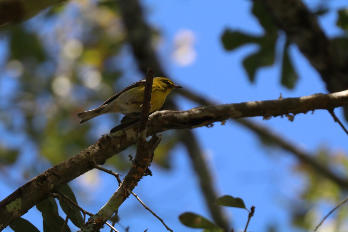 סבכון אורנים - ML646189619