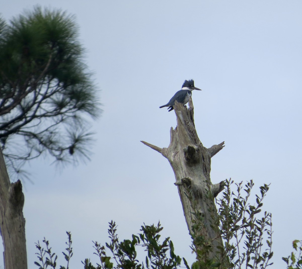 Belted Kingfisher - ML646189623