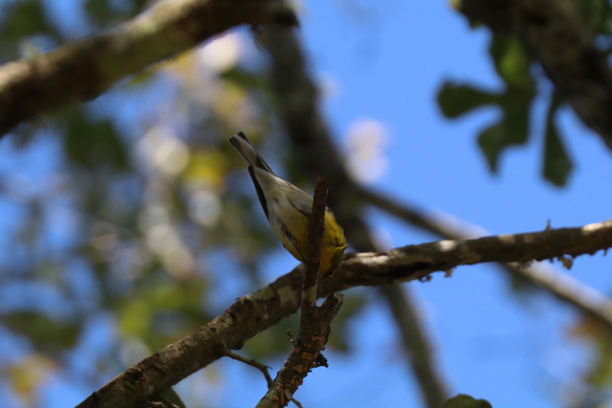סבכון אורנים - ML646189625