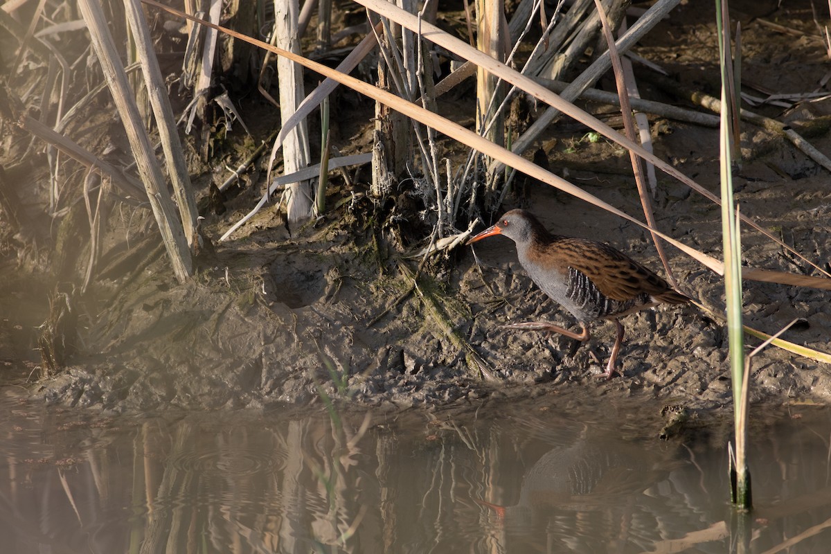 ヨーロッパクイナ - ML646189629