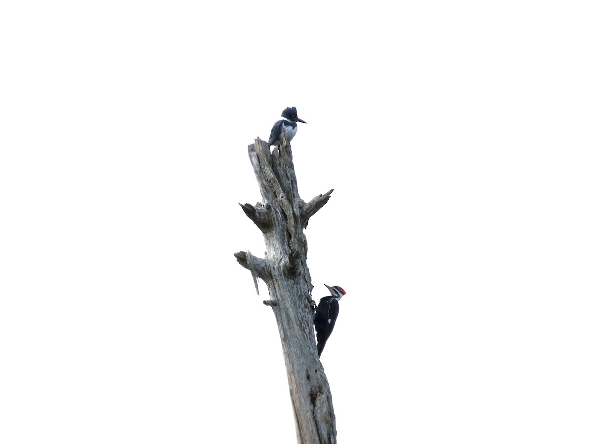 Pileated Woodpecker - ML646189630