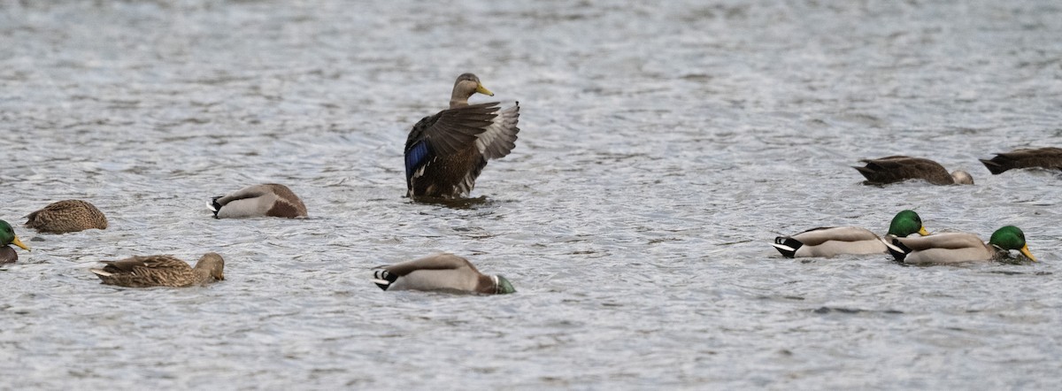American Black Duck - ML646189631