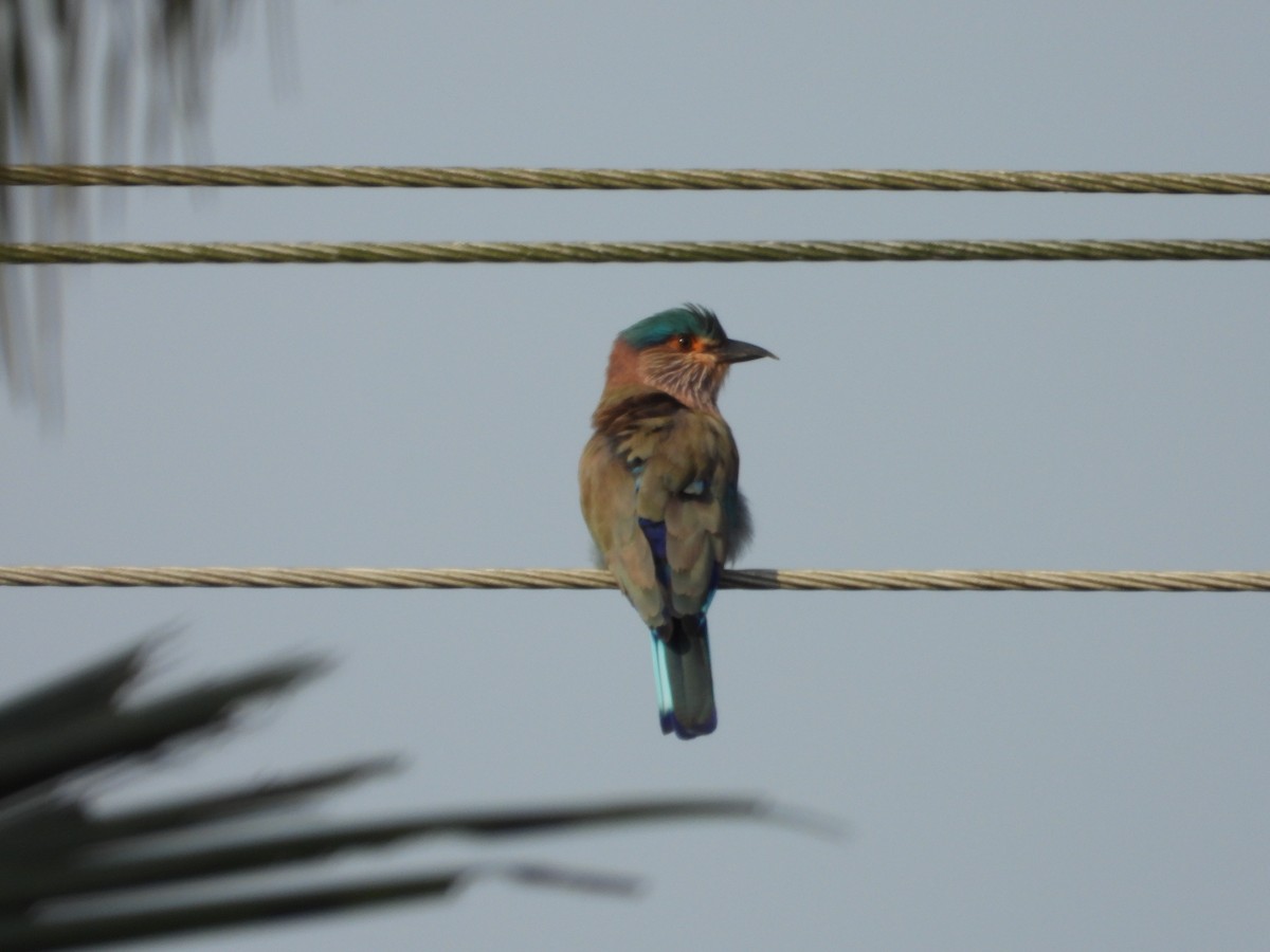 Indian Roller - ML646189632