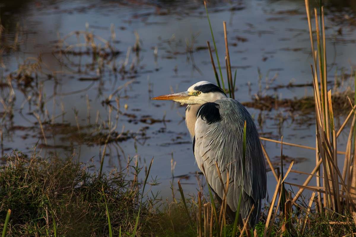 アオサギ - ML646189633