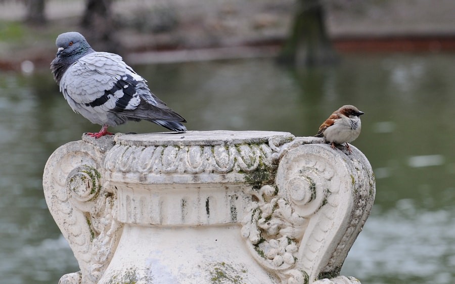 יונת סלעים - ML646189635