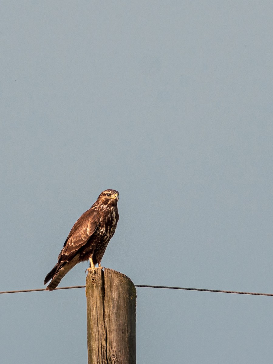 ヨーロッパノスリ - ML646189636