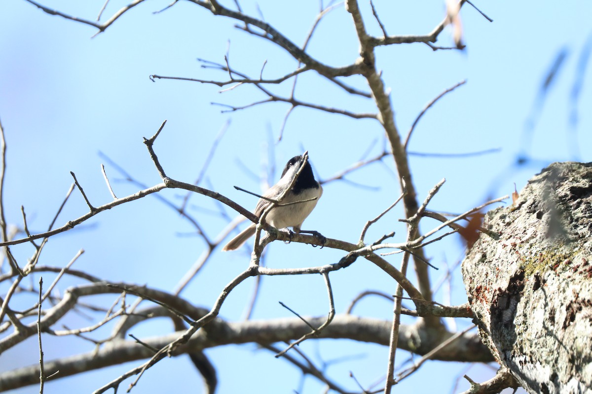 Carolina Chickadee - ML646189638