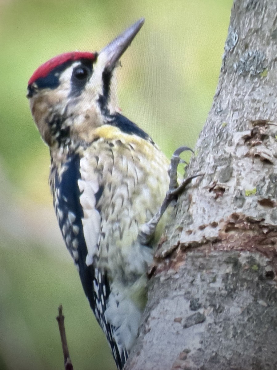Yellow-bellied Sapsucker - ML646189639