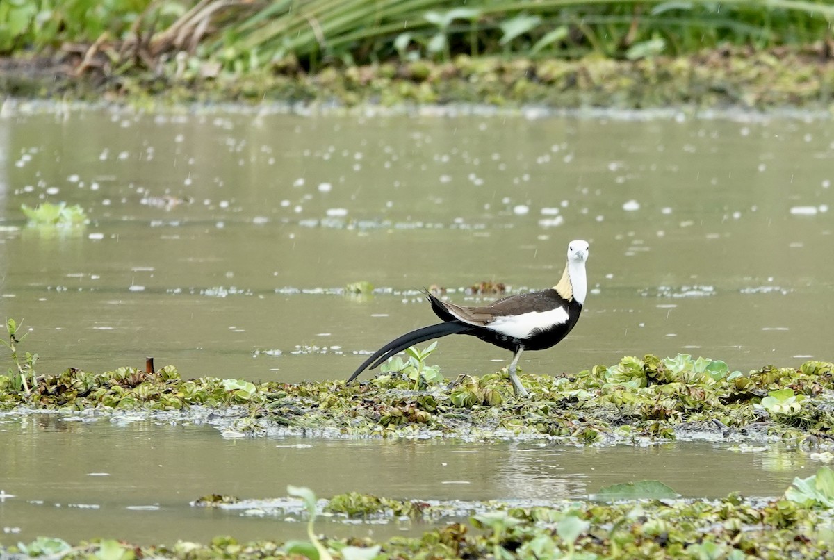 fasanbladhøne - ML646189646