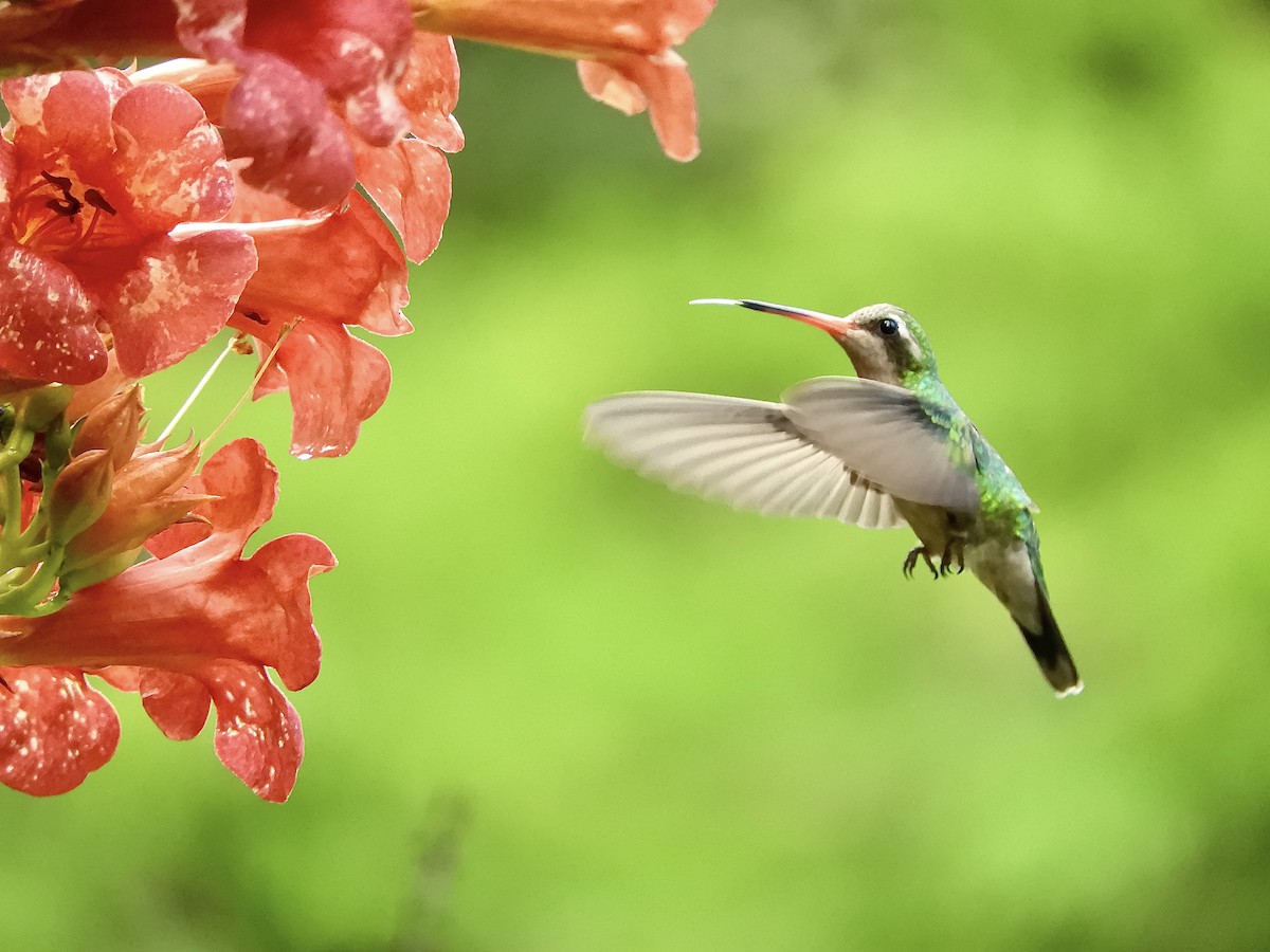 Glittering-bellied Emerald - ML646189648