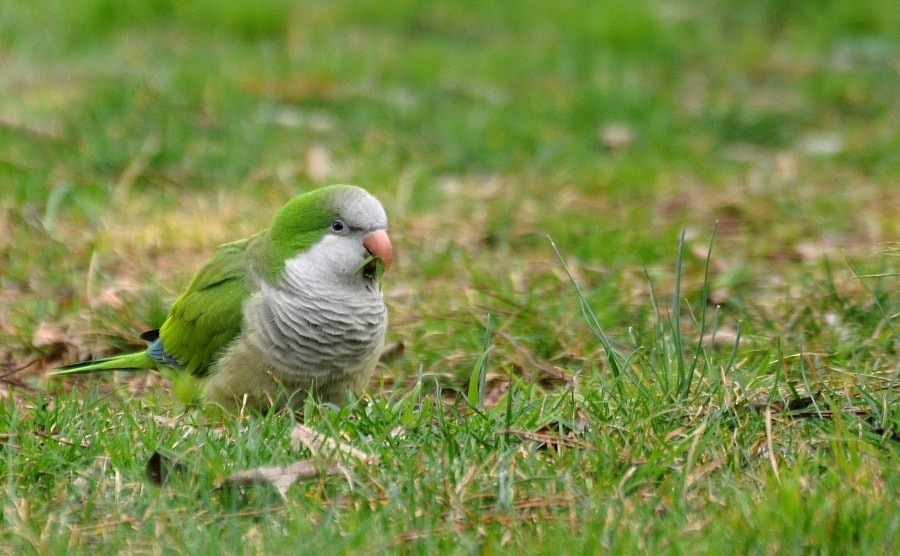 תוכי נזירי - ML646189649