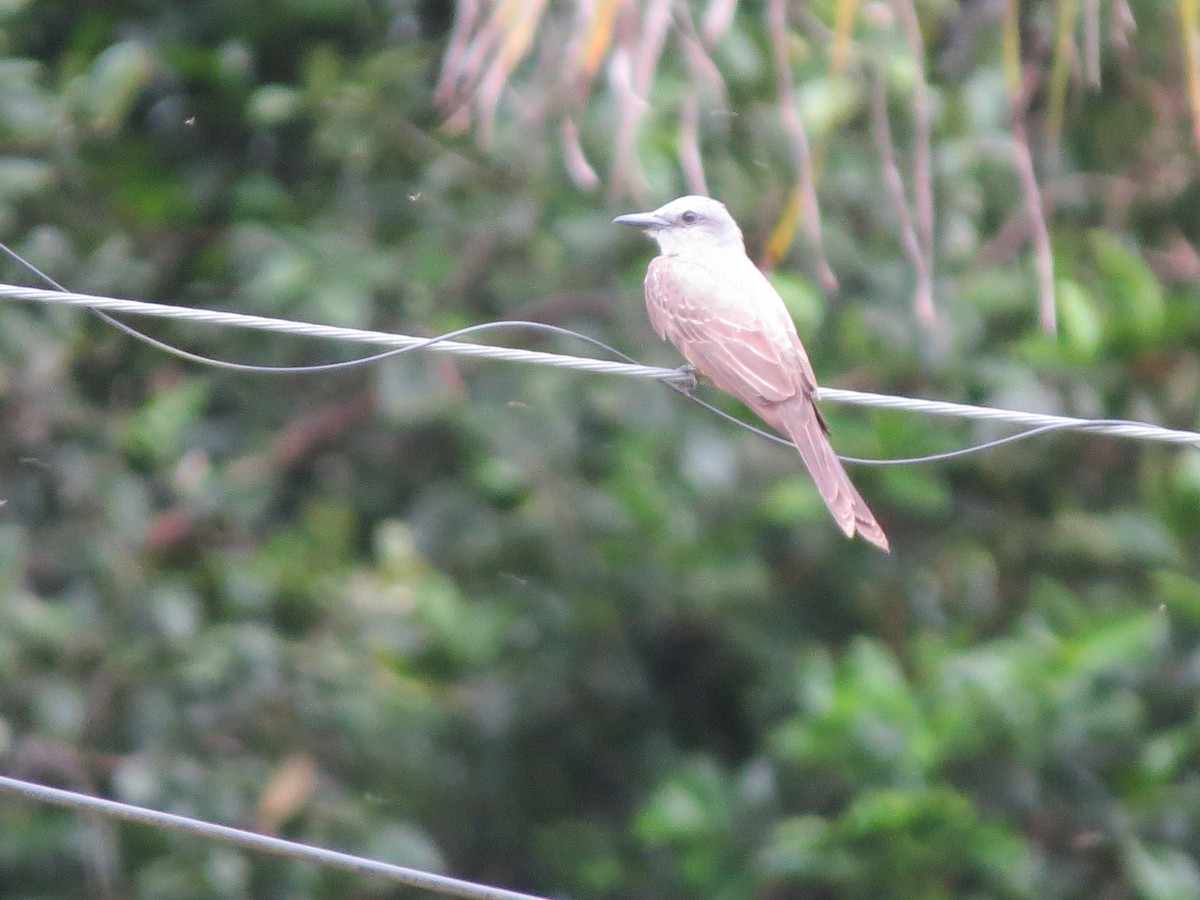 Tropical Kingbird - ML646189661