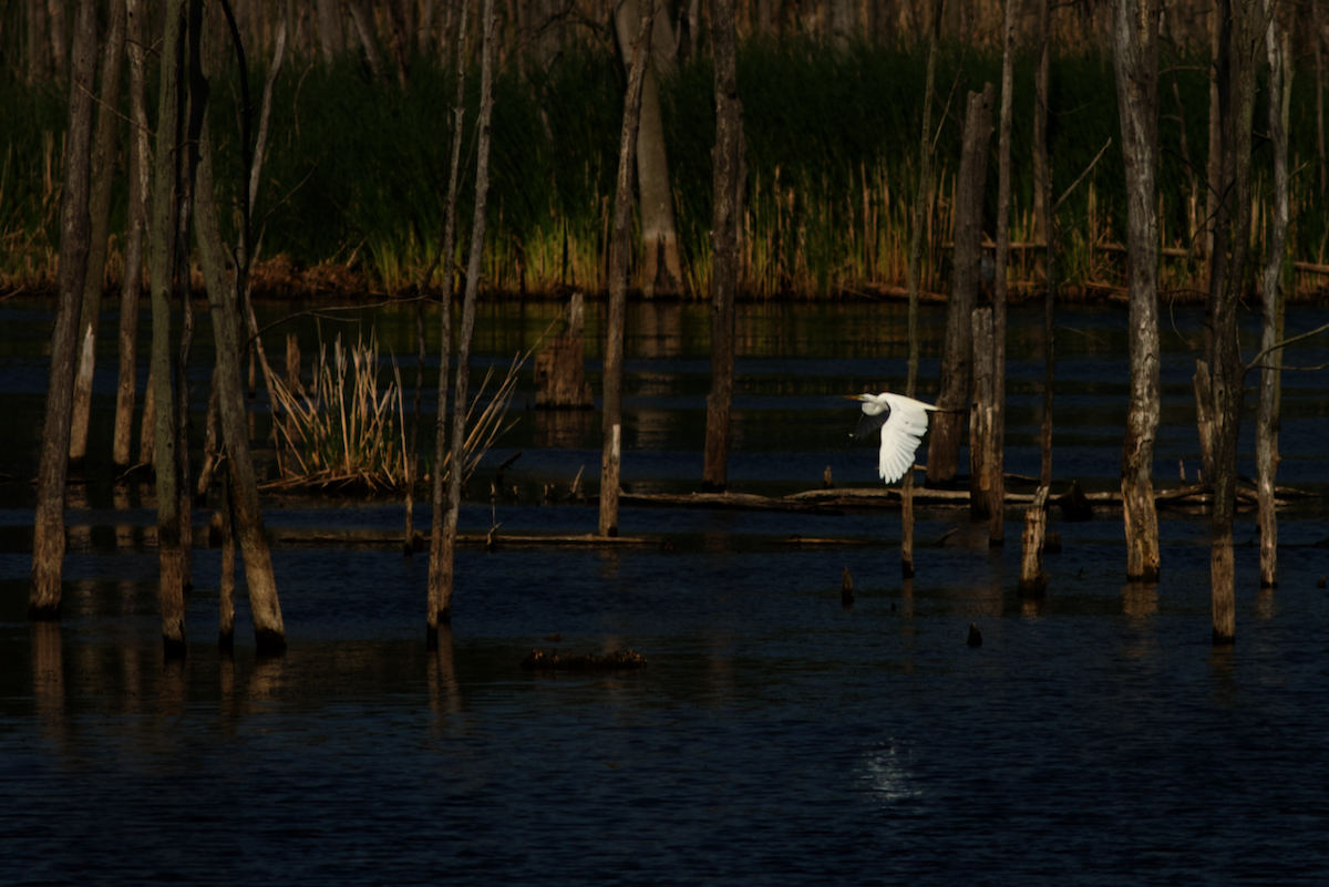 Great Egret - ML646189662