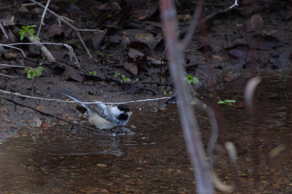 Гаїчка світлокрила - ML646189664
