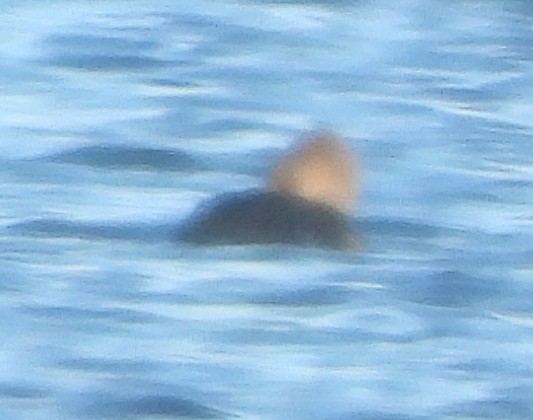 Hooded Merganser - ML646189665