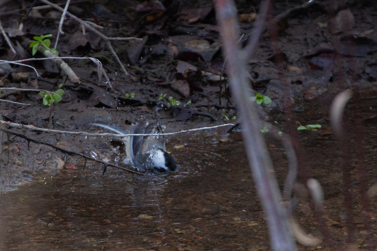 Гаїчка світлокрила - ML646189666