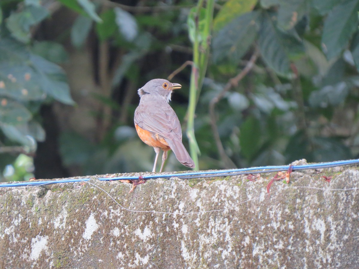 Rufous-bellied Thrush - ML646189669
