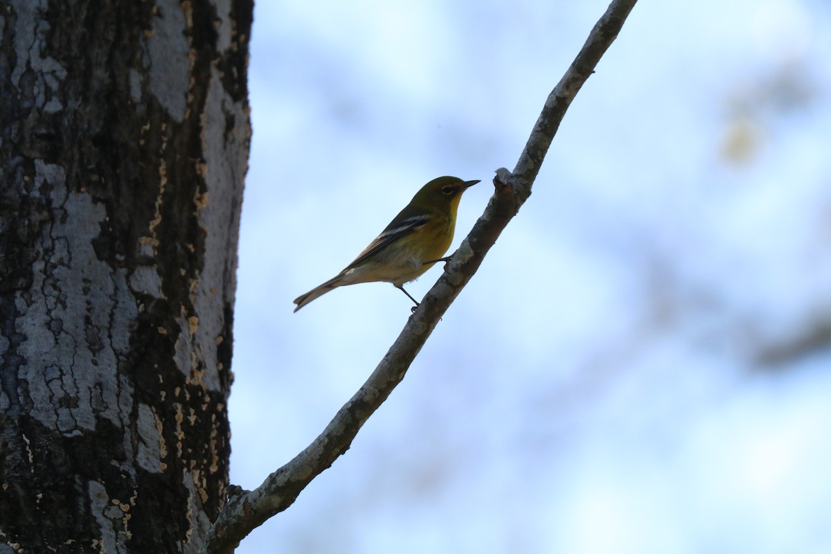 סבכון אורנים - ML646189670