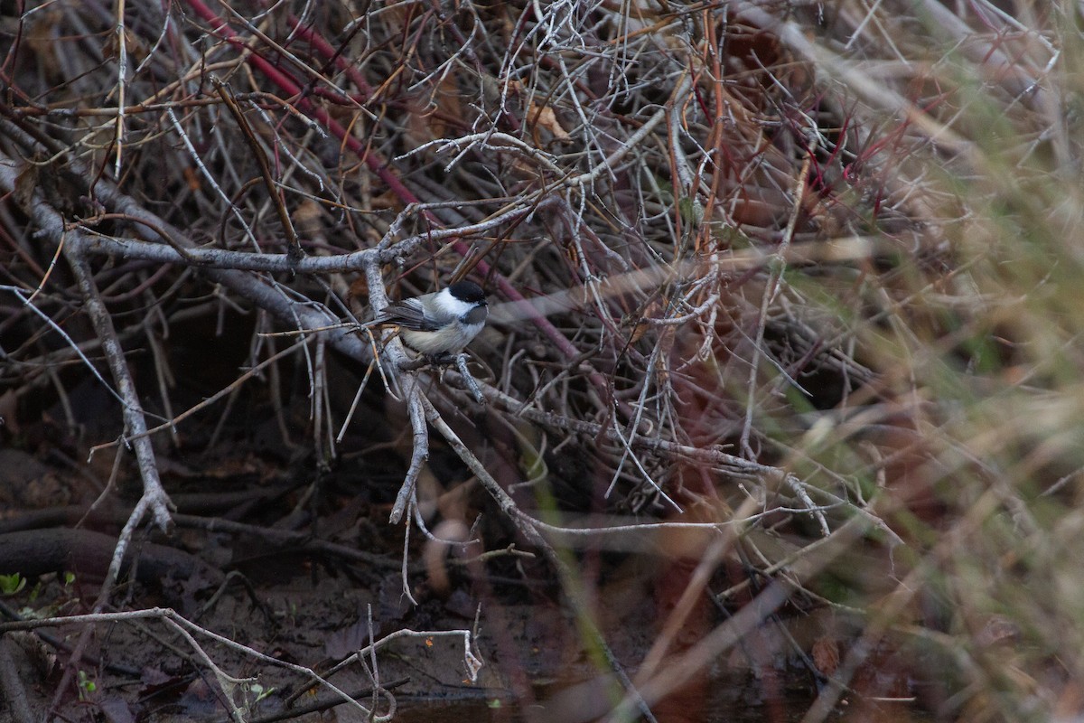 Гаїчка світлокрила - ML646189671