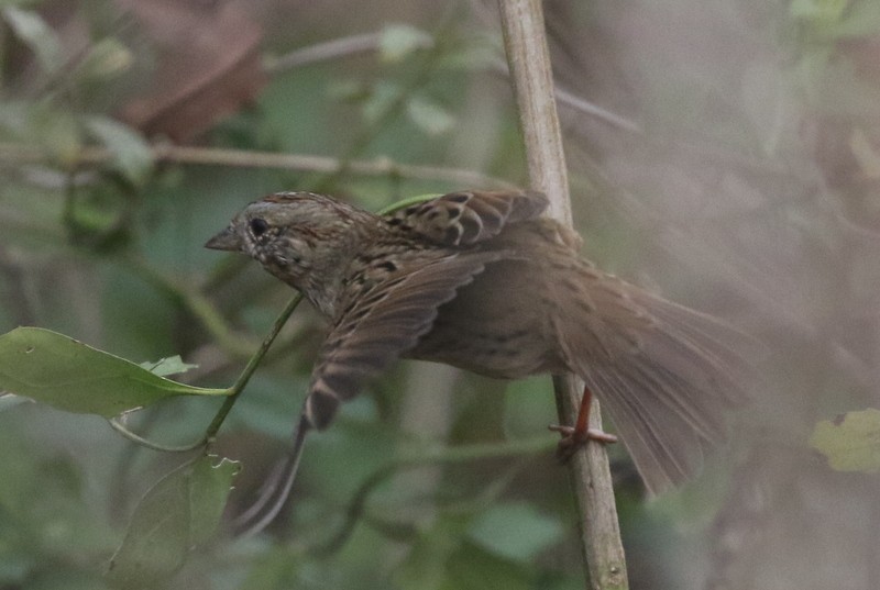 Lincoln's Sparrow - ML646189675