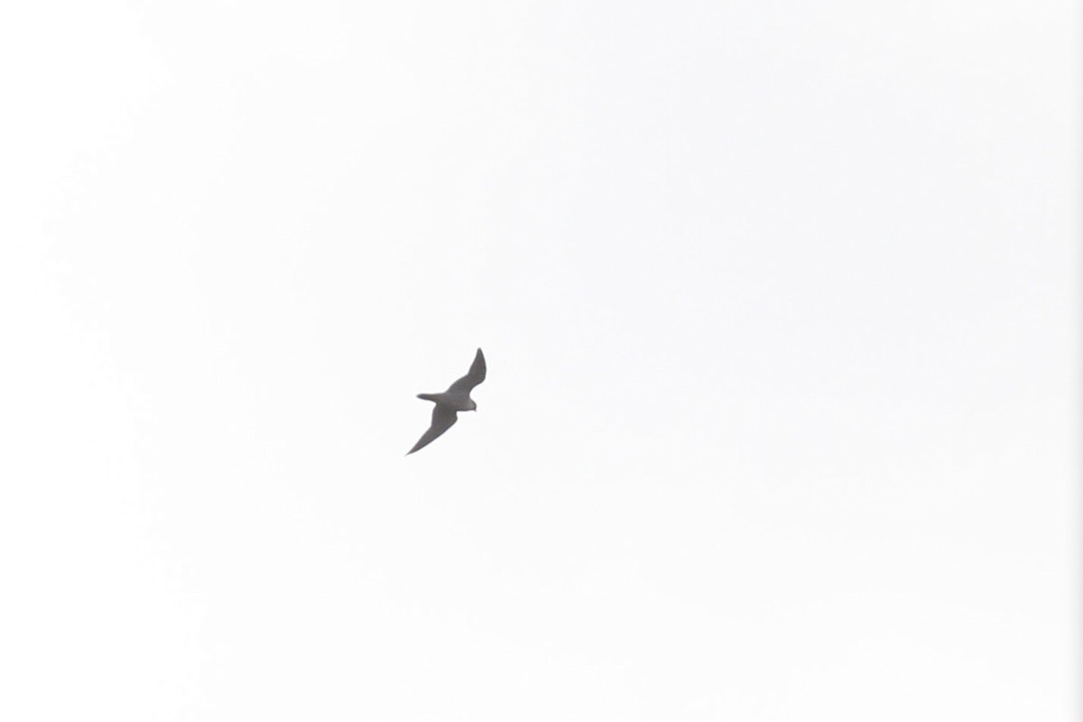 遊隼 - ML646189678