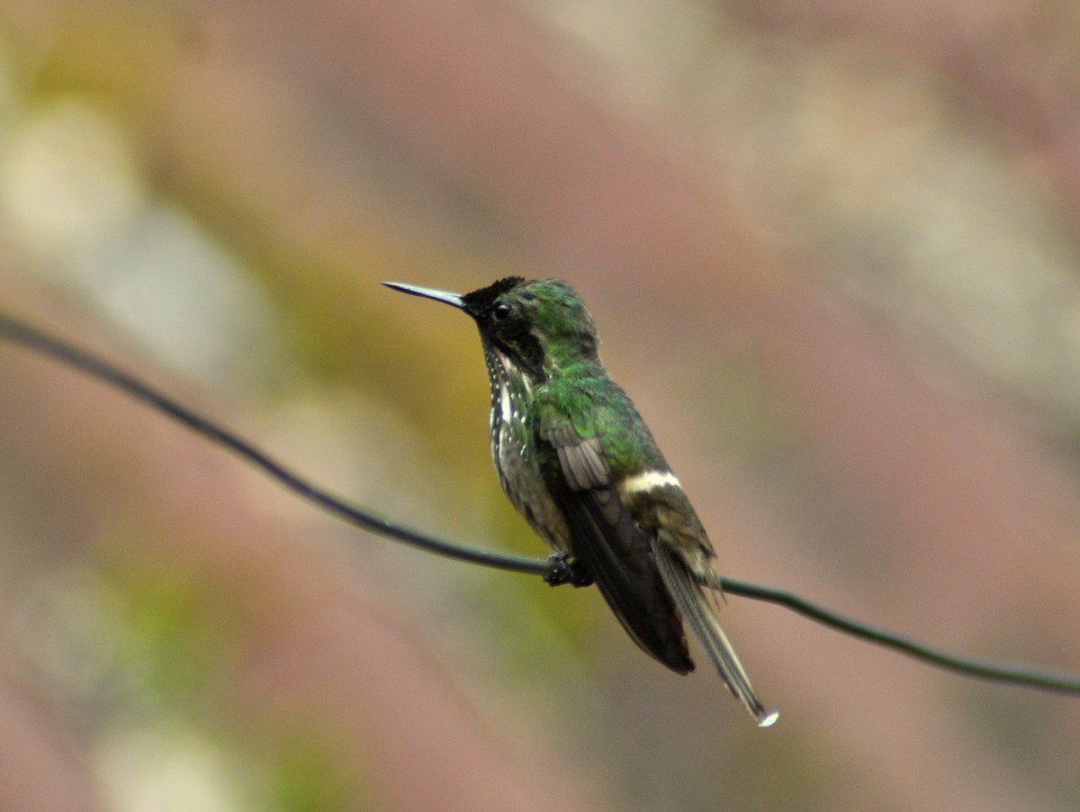 Festive Coquette - ML646189681