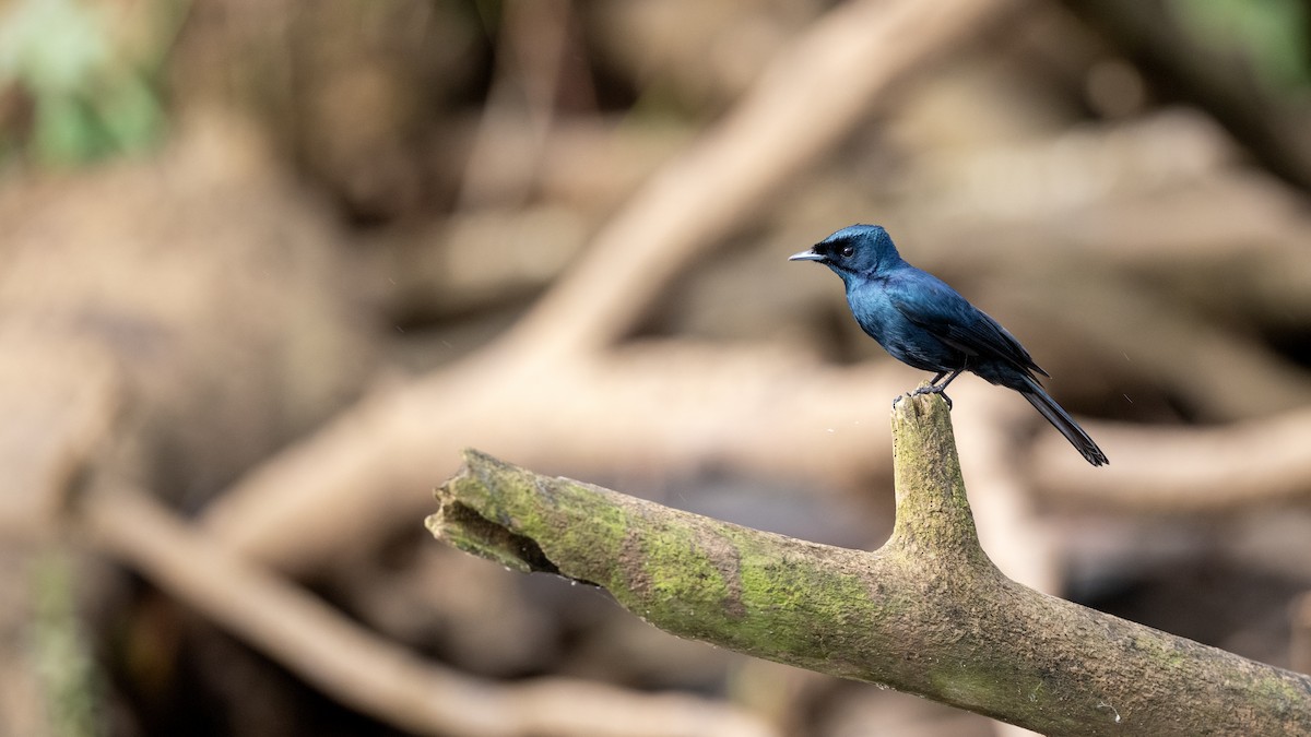 Shining Flycatcher - ML646189704
