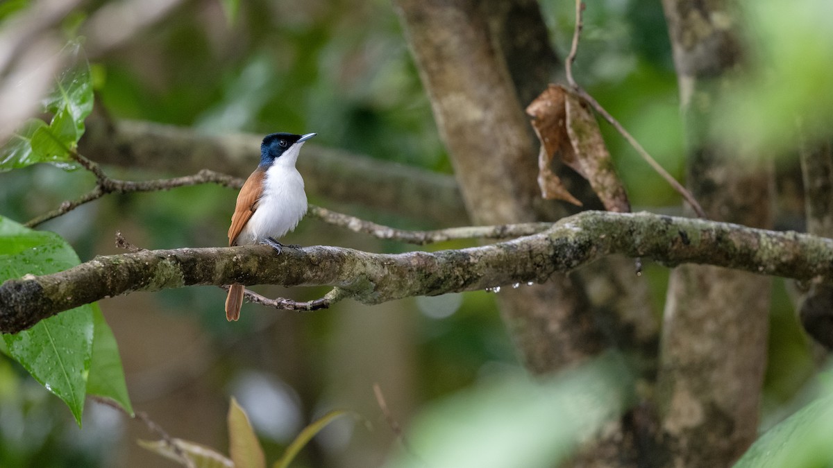 Shining Flycatcher - ML646189705