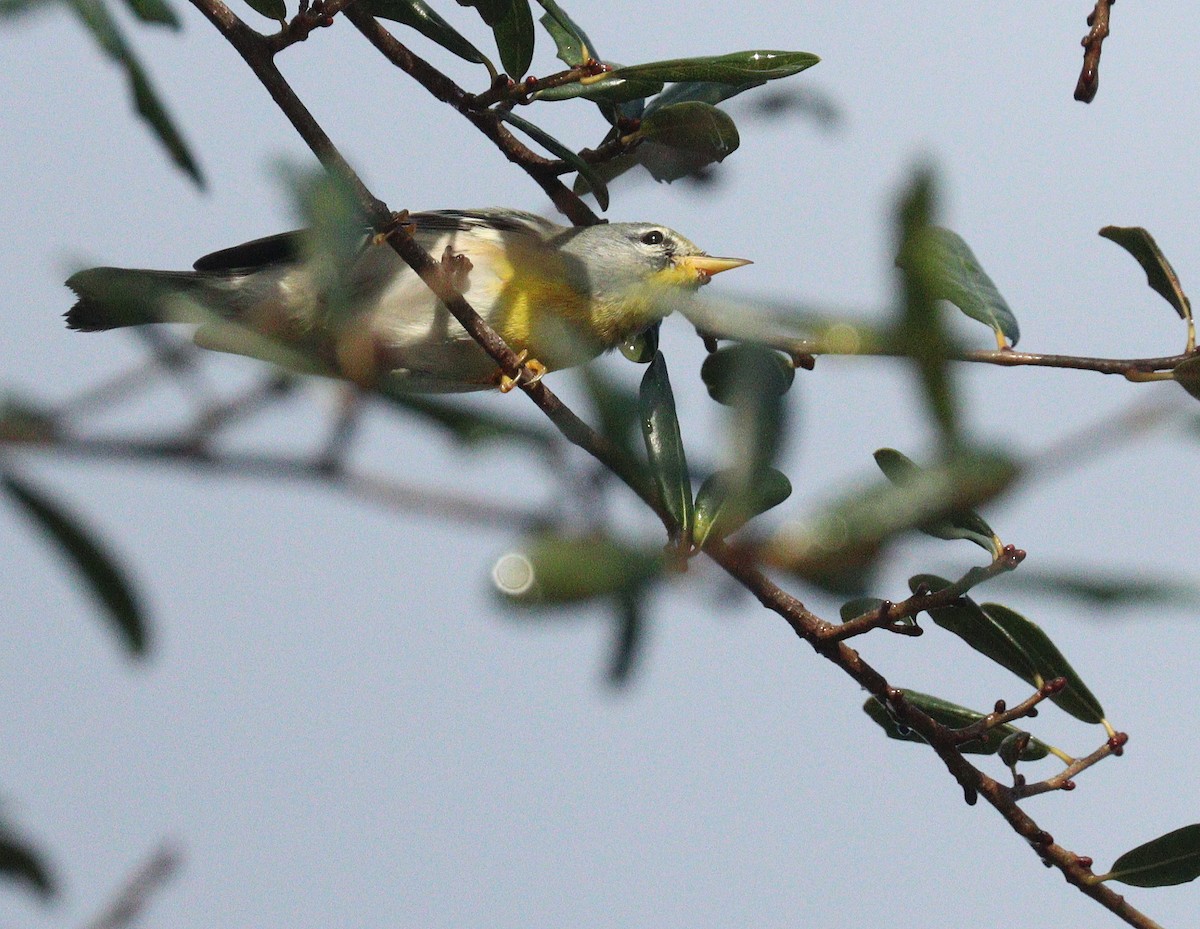 Очковая древесница - ML646189706