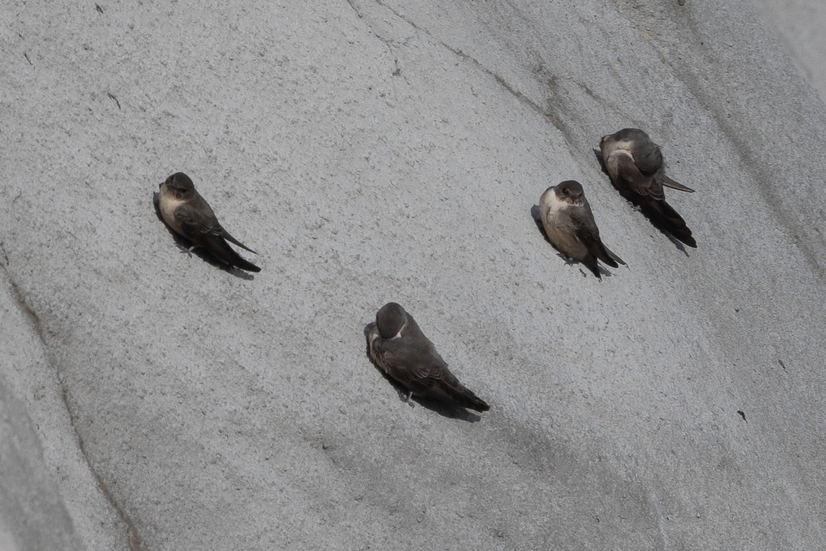 Eurasian Crag-Martin - ML646189717