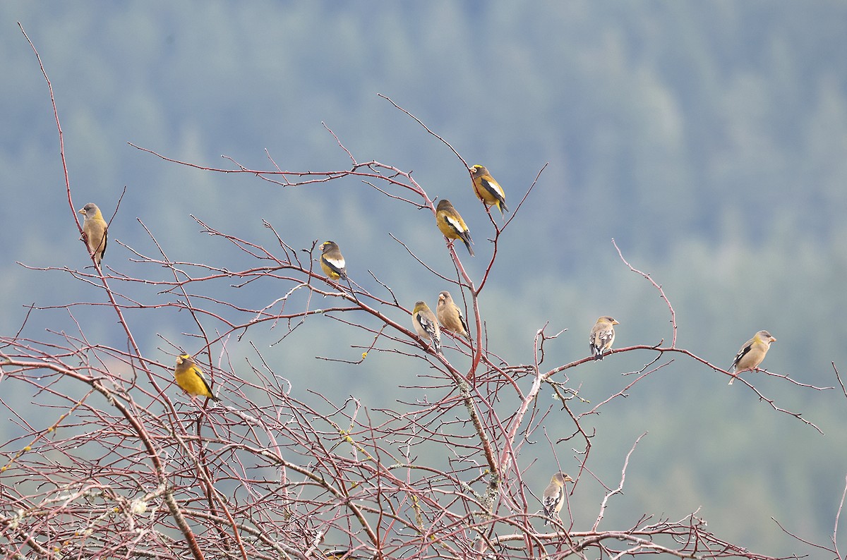 Evening Grosbeak - ML646189719
