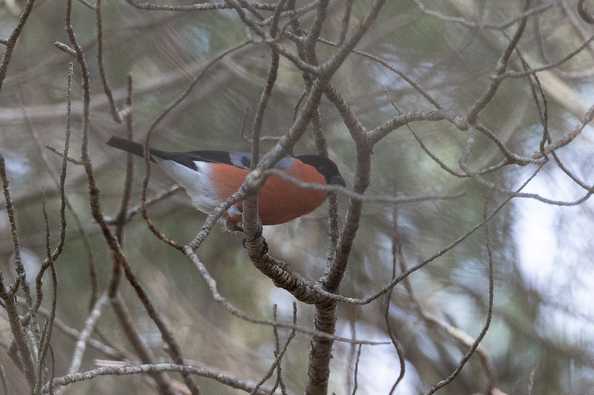 Eurasian Bullfinch - ML646189723