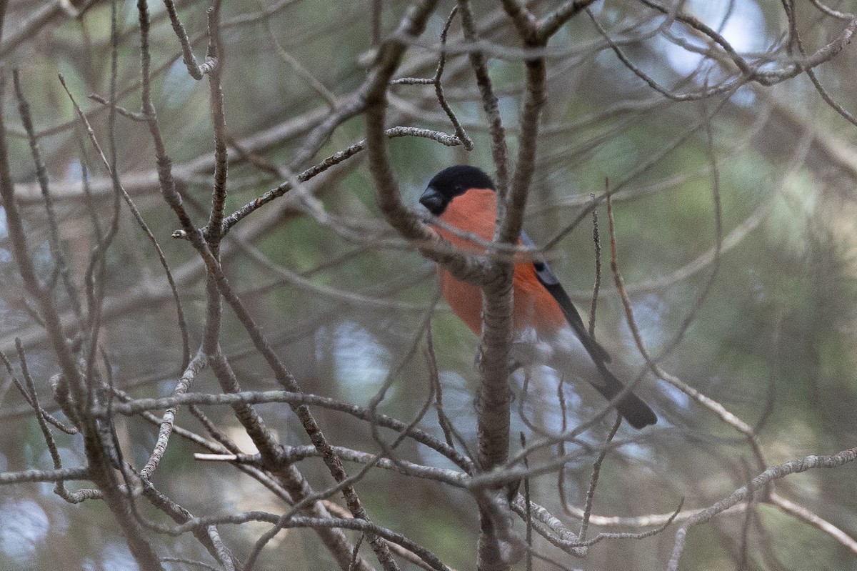 Eurasian Bullfinch - ML646189724