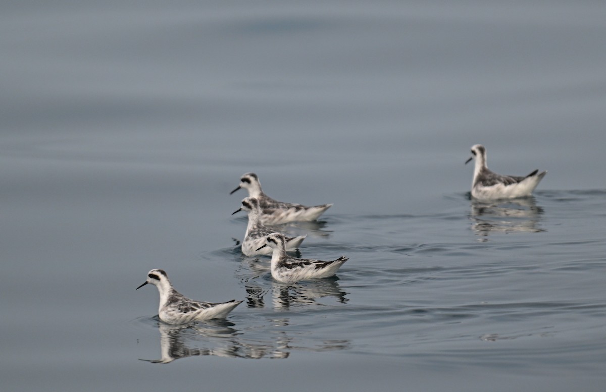 Red-necked Phalarope - ML646189731